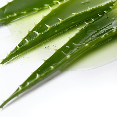 aloevera-mutlucihangiroglu.com.jpg#379px #379px